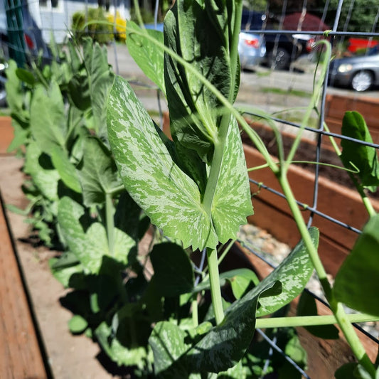 Container growing peas