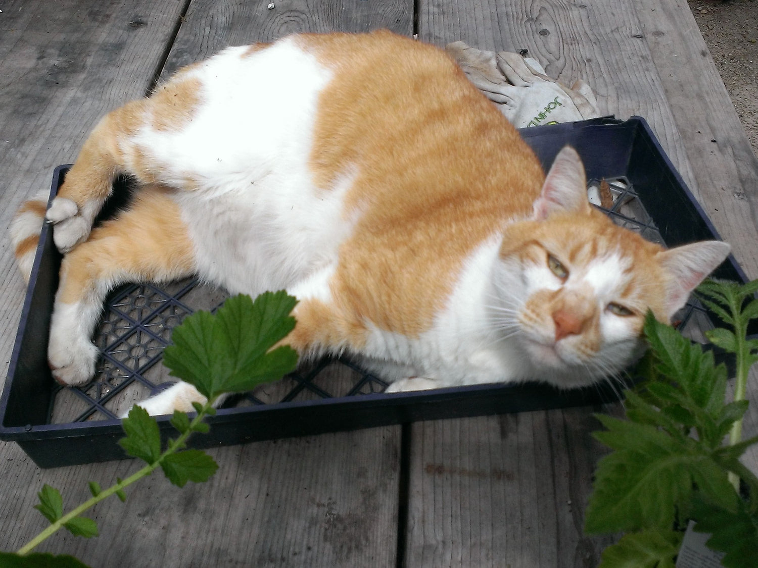 Alley Cat relaxing in a seedling tray
