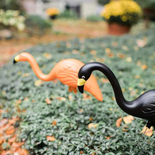 Spooky Mingos - Flamingos - Orange and Black - 2 Pack