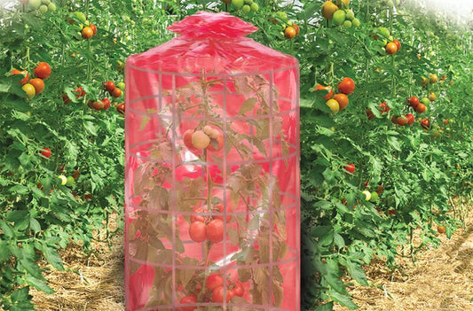 Better Reds Greenhouse - Tomato Greenhouse