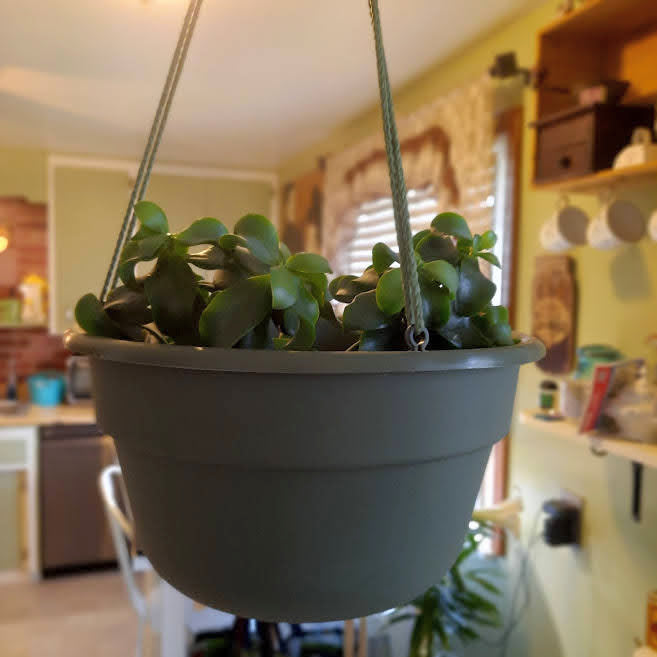 12" Dura Cotta Hanging Basket