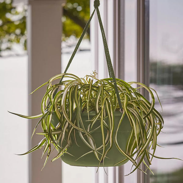 bloem hanging planter Bloem 12" Dura Cotta Hanging Basket