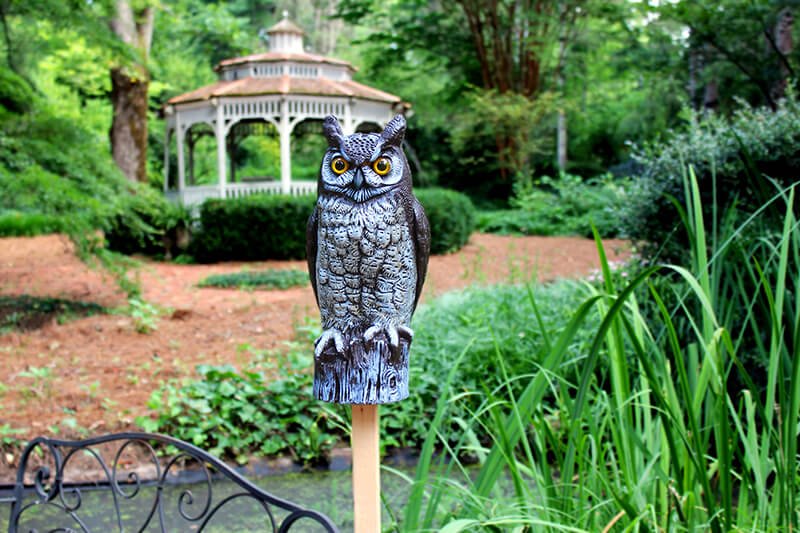 Great Horned Owl