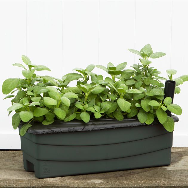 EarthBox Junior Garden Kit