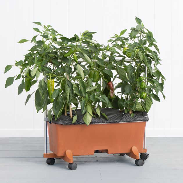 EarthBox Staking System