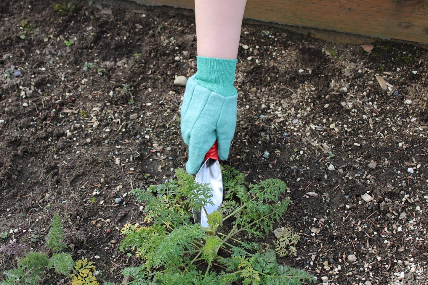 Green Cotton Chore Gloves - Garden Glove