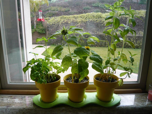 Children's Indoor Gardening Kit