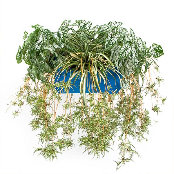 Wally Pro 1 Peacock Wall Planter Pocket - OUTDOOR ONLY