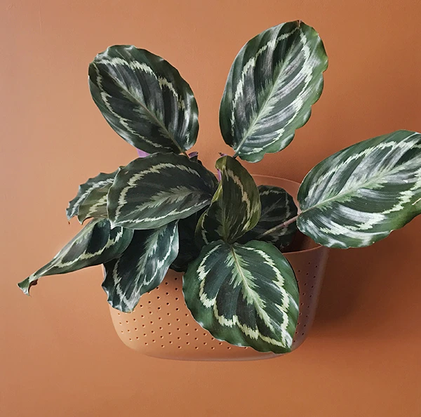 Eco Wall Planters - Indoor/Outdoor Vertical Garden