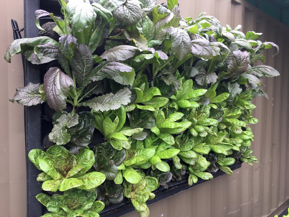 Outdoor Garden Kit - Vertical Garden