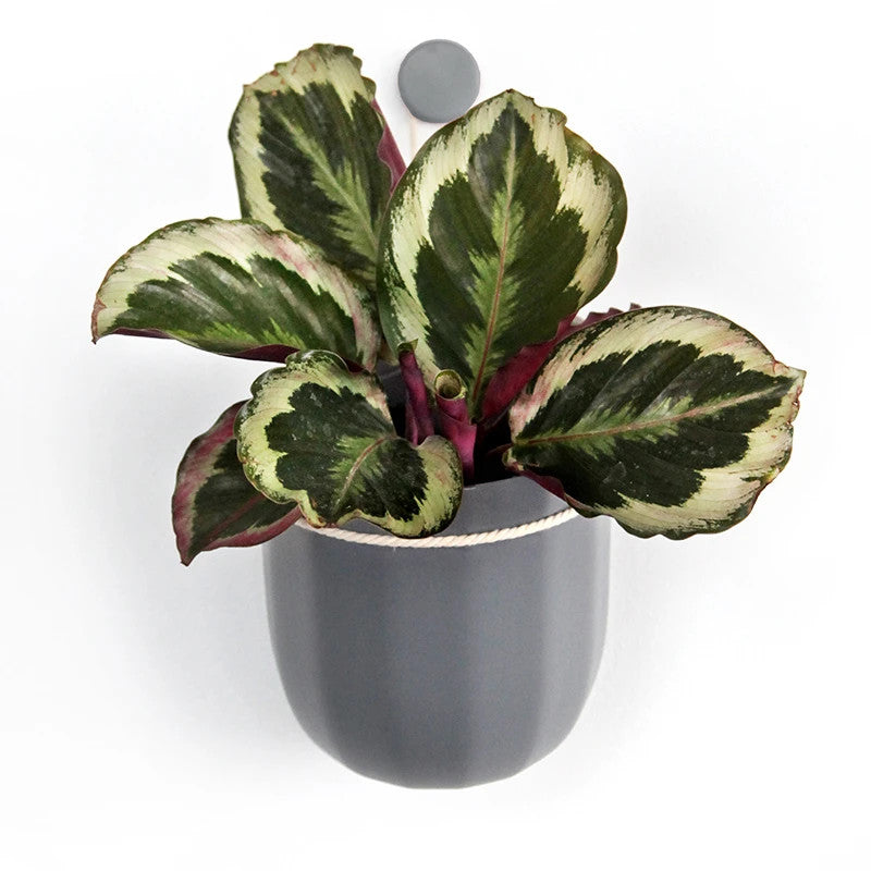 Loop Hanging or Wall Planter