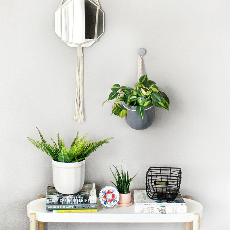 Loop Hanging or Wall Planter