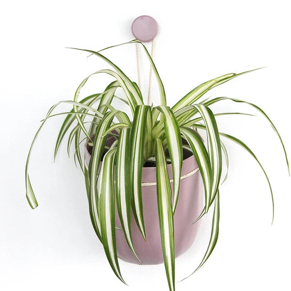Loop Hanging or Wall Planter