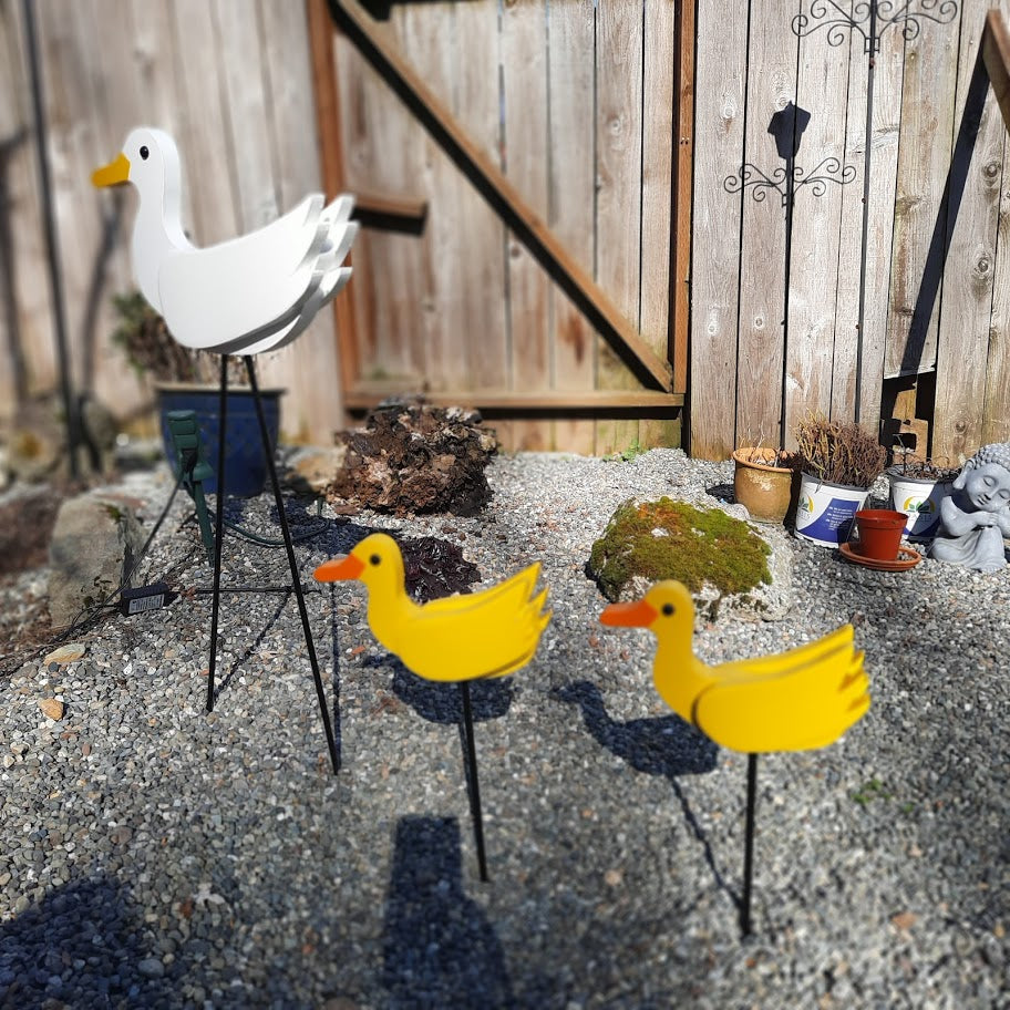 White momma duck with her two yellow baby ducks.